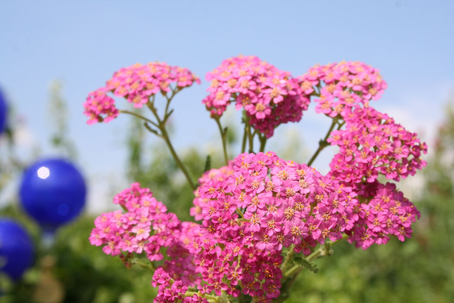 Achillea millefolium 'Pretty Belinda' ® Schafgarbe