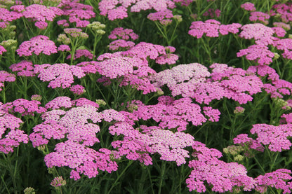 Achillea millefolium 'Pretty Belinda' ® (Schafgarbe)