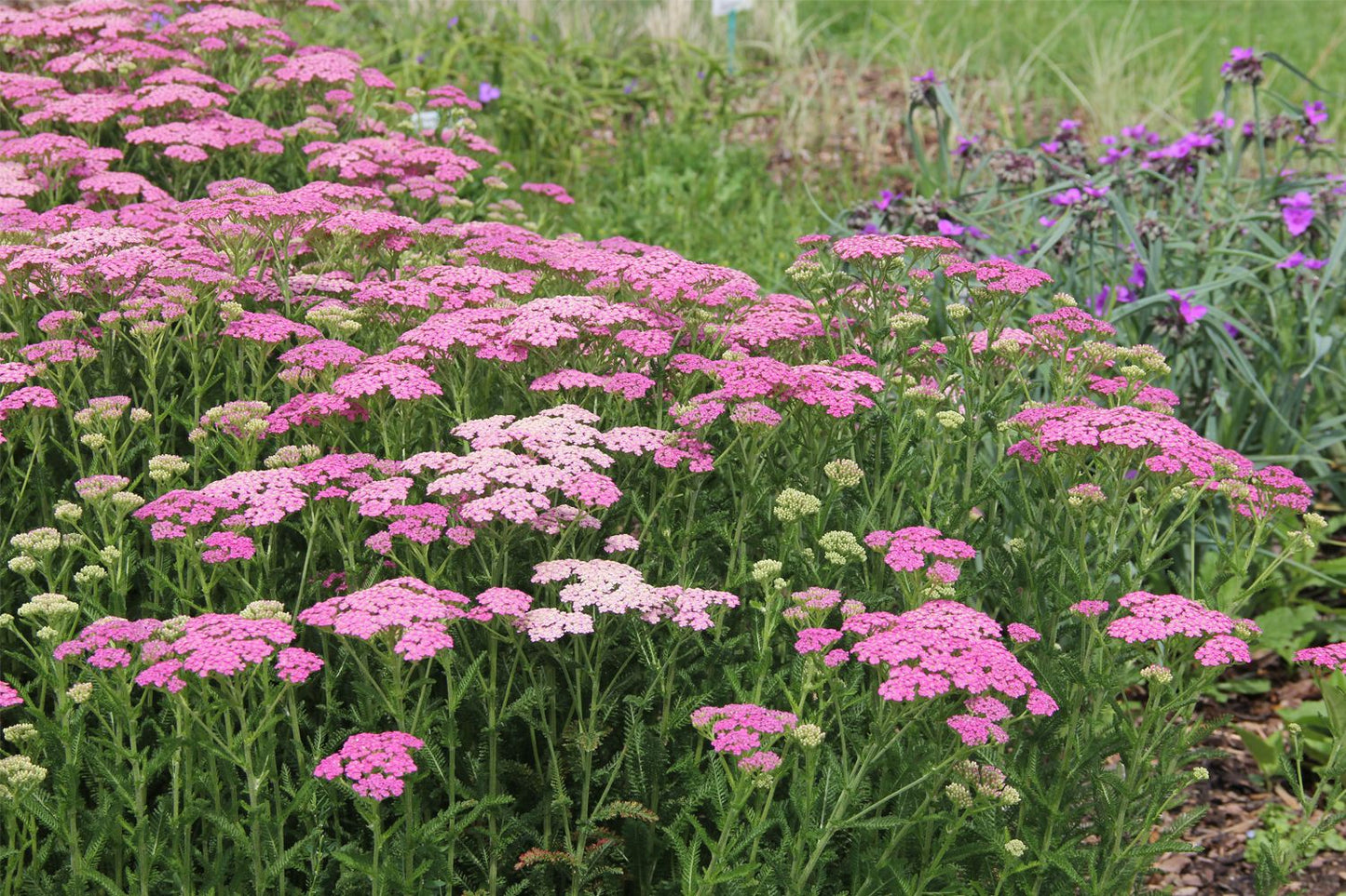 Achillea millefolium 'Pretty Belinda' ® (Schafgarbe)