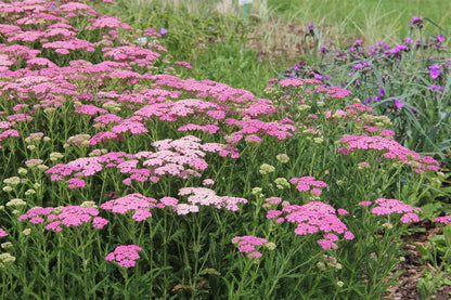 Achillea millefolium 'Pretty Belinda' ® (Schafgarbe)