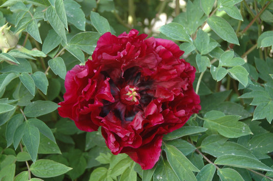 Paeonia rockii 'Hei Tian Er' Strauchpfingstrose 'Schwarzer Schwan'
