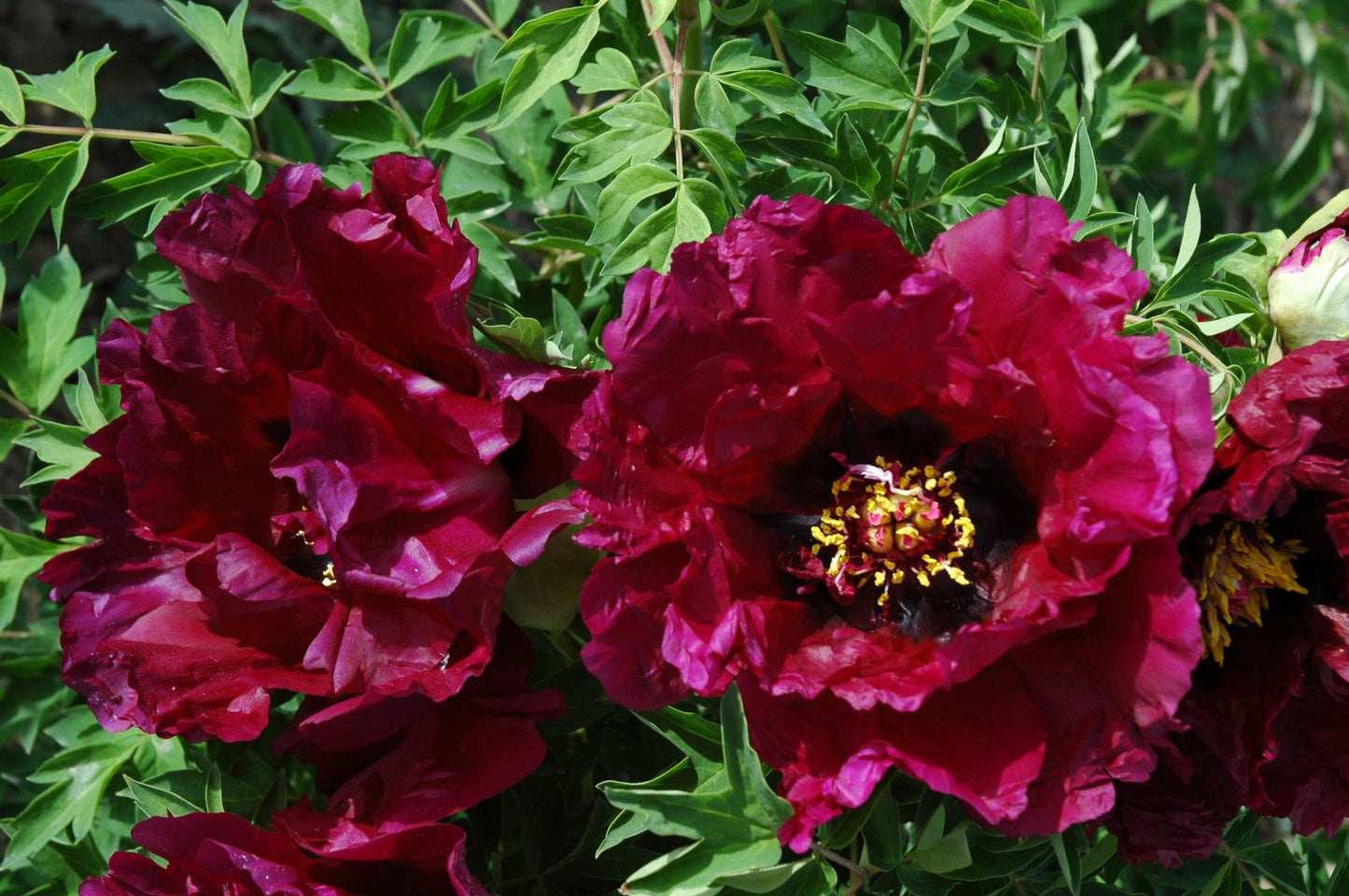 Paeonia rockii 'Mo Hai Yin Bo' Pfingstrose 'Silberne Welle auf schwarzem See'