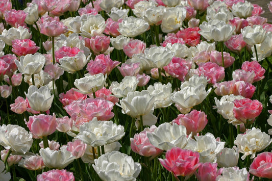 Tulpenmischung 'Rosa Wolke' Garten-Tulpenmischung