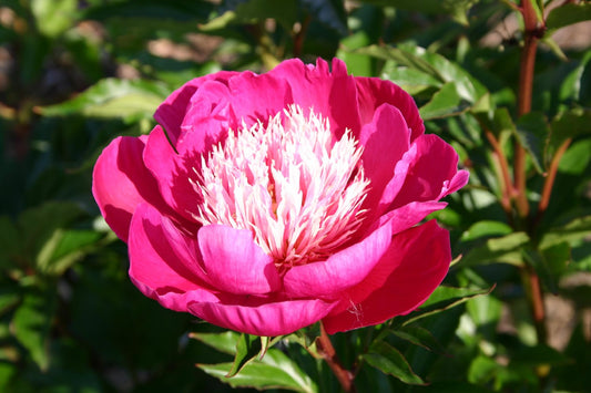 Paeonia lactiflora 'White Cap' Staudenpfingstrose