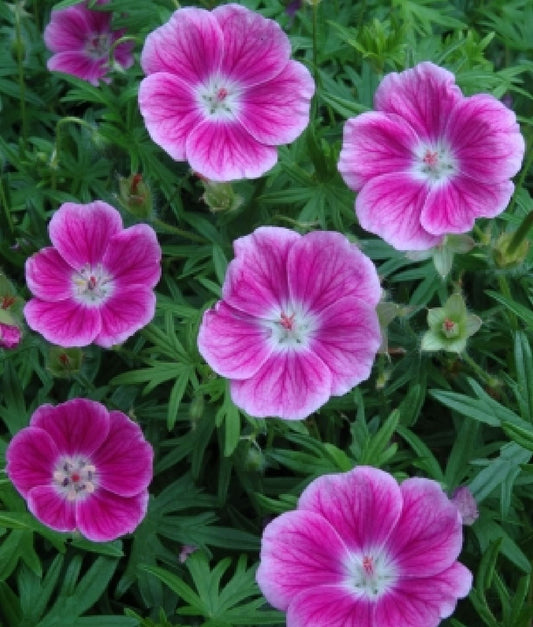 Geranium sanguineum 'Elke' Blutstorchschnabel