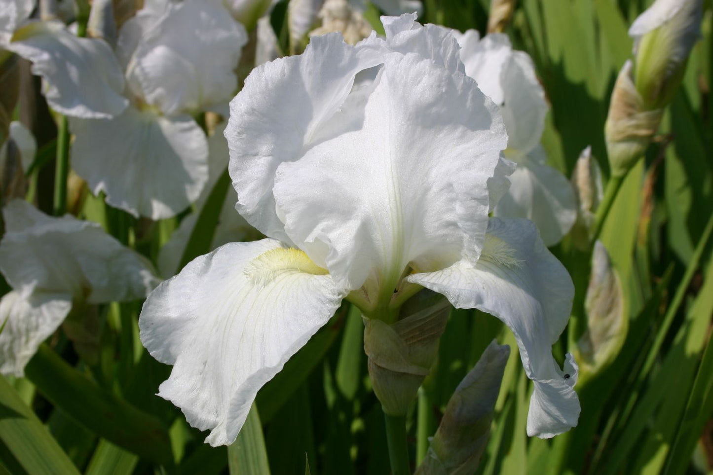 Iris Barbata-Elatior 'Immortality' Hohe Bartschwertlilie