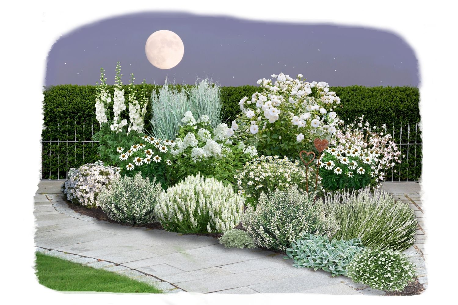 Schönaster-Paket 'Bella Luna' Elegantes Beetset mit der 'Staude des Jahres' 2026