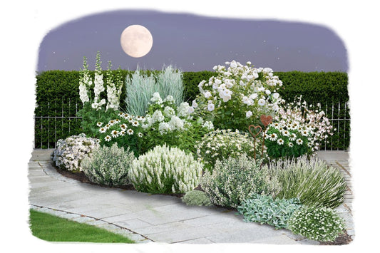 Schönaster-Paket 'Bella Luna' Elegantes Beetset mit der 'Staude des Jahres' 2026