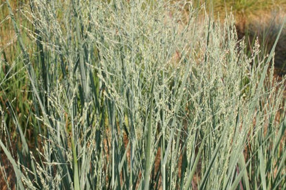 Schönaster-Paket 'Bella Luna' (Elegantes Beetset mit der 'Staude des Jahres' 2026)