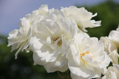 Schönaster-Paket 'Bella Luna' (Elegantes Beetset mit der 'Staude des Jahres' 2026)