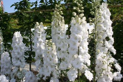 Schönaster-Paket 'Bella Luna' (Elegantes Beetset mit der 'Staude des Jahres' 2026)