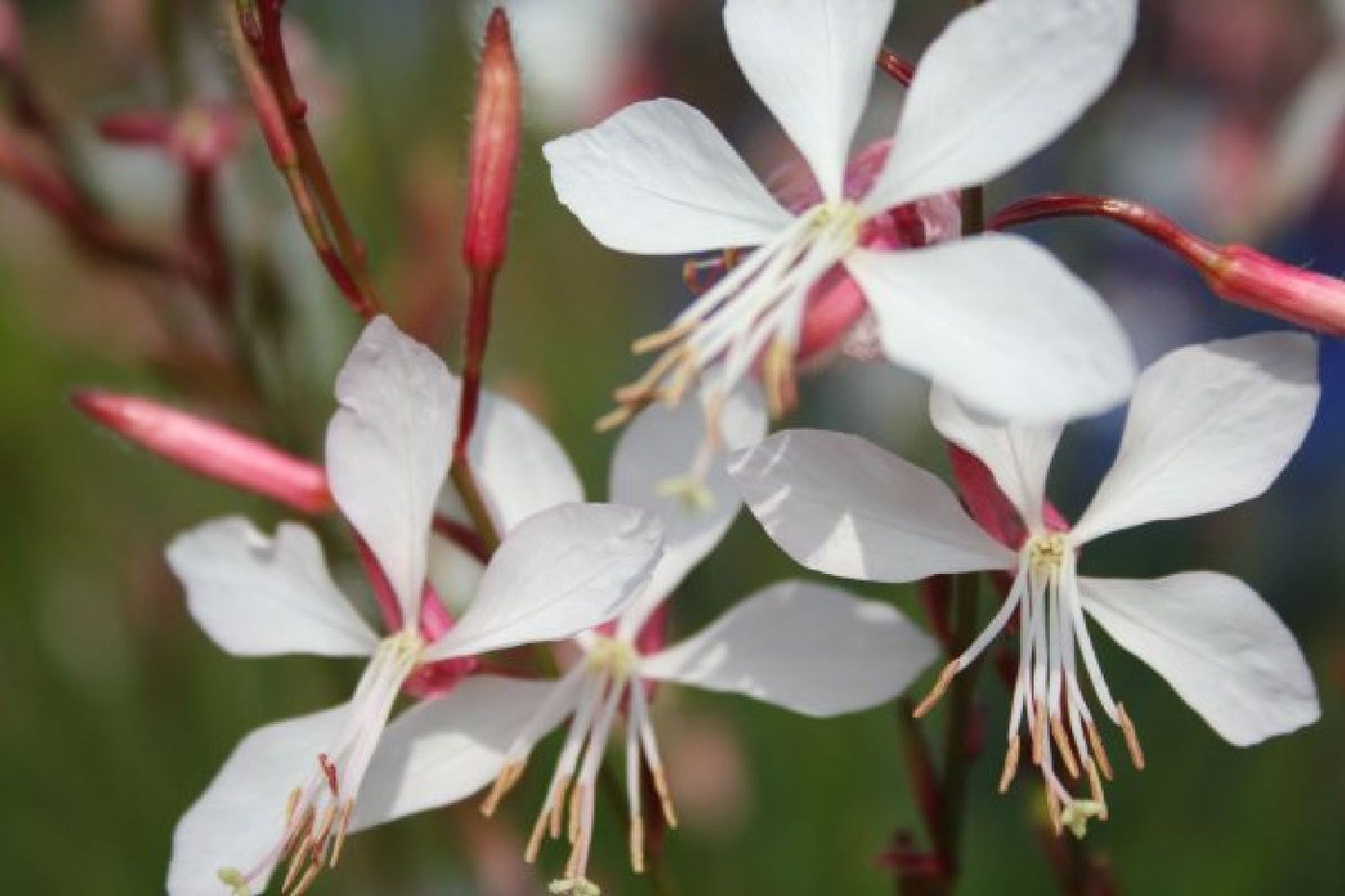 Schönaster-Paket 'Bella Luna' (Elegantes Beetset mit der 'Staude des Jahres' 2026)