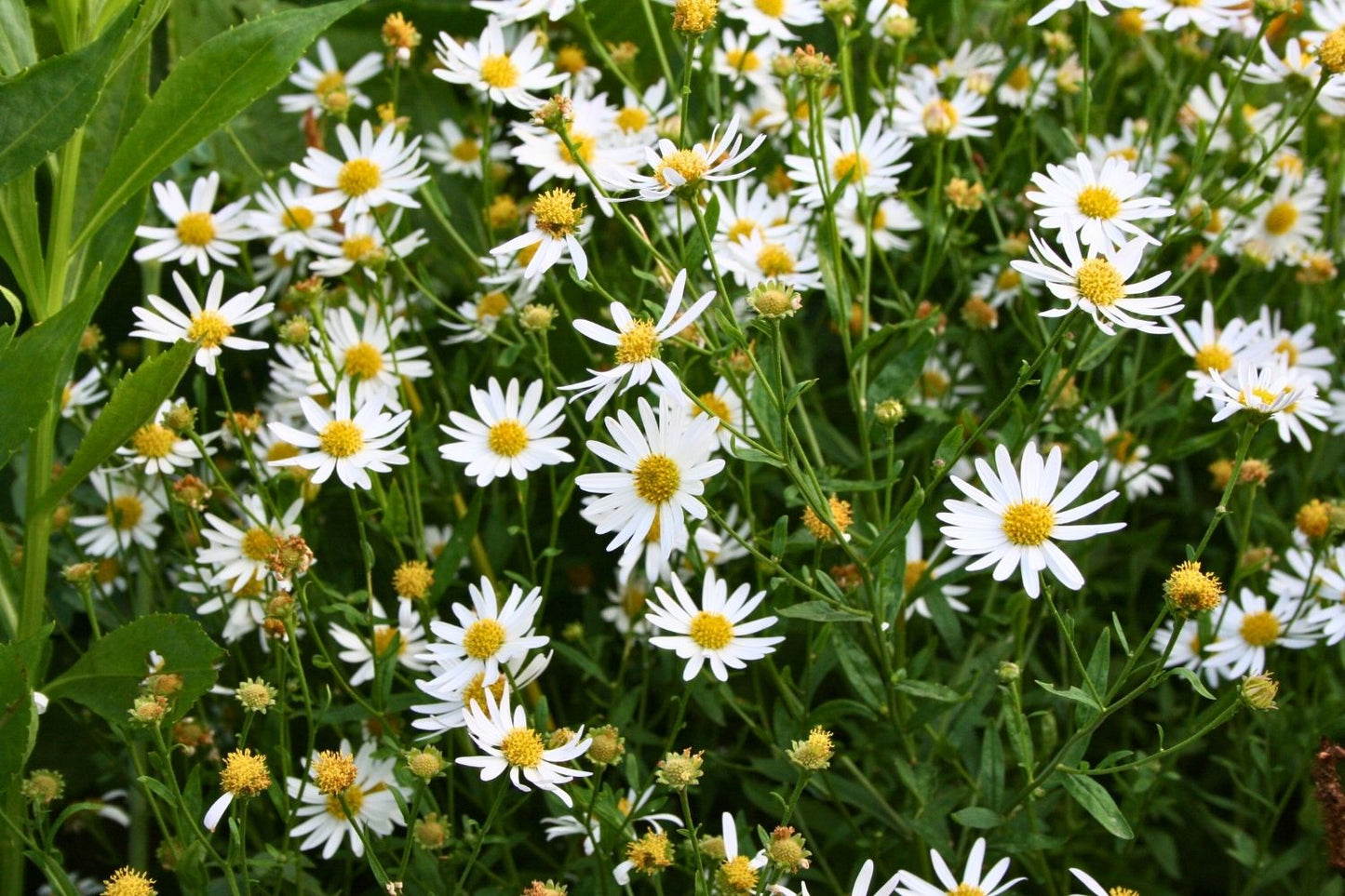 Schönaster-Paket 'Bella Luna' (Elegantes Beetset mit der 'Staude des Jahres' 2026)