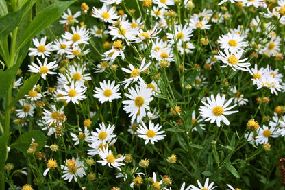 Schönaster-Paket 'Bella Luna' (Elegantes Beetset mit der 'Staude des Jahres' 2026)