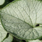 Brunnera macrophylla 'Looking Glass' (Kaukasusvergissmeinnicht)