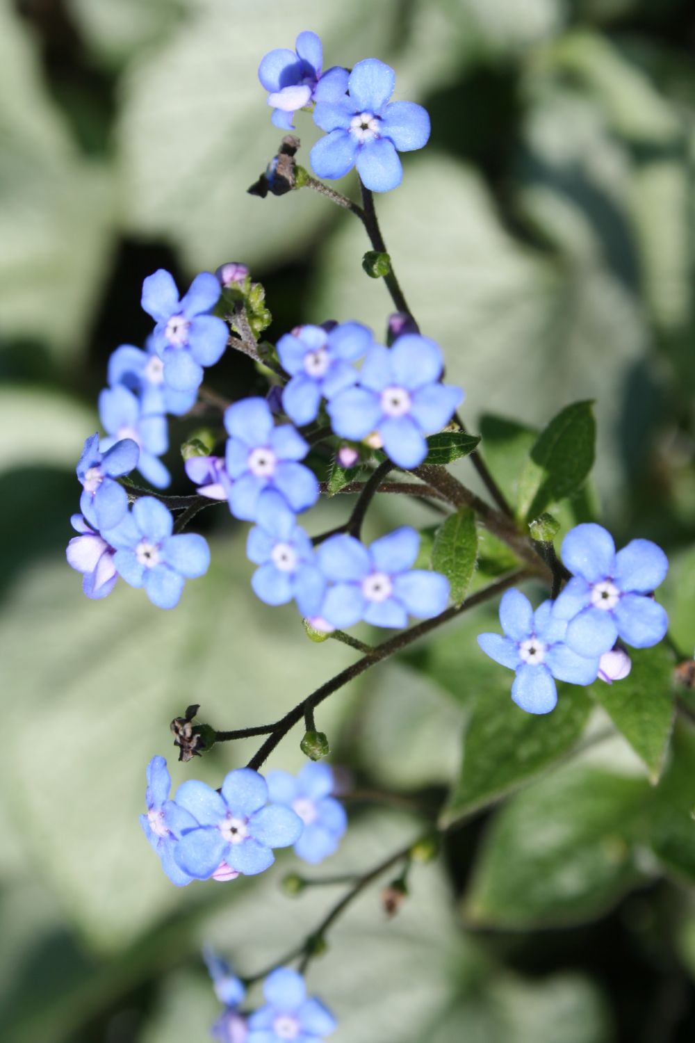 Brunnera macrophylla 'Looking Glass' ® Kaukasusvergissmeinnicht