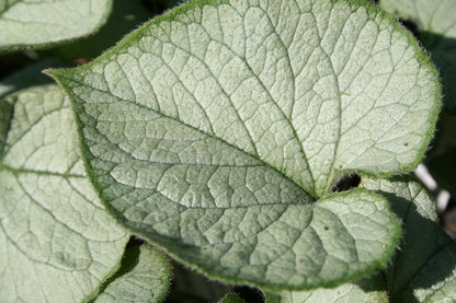 Brunnera macrophylla 'Looking Glass' ® (Kaukasusvergissmeinnicht)