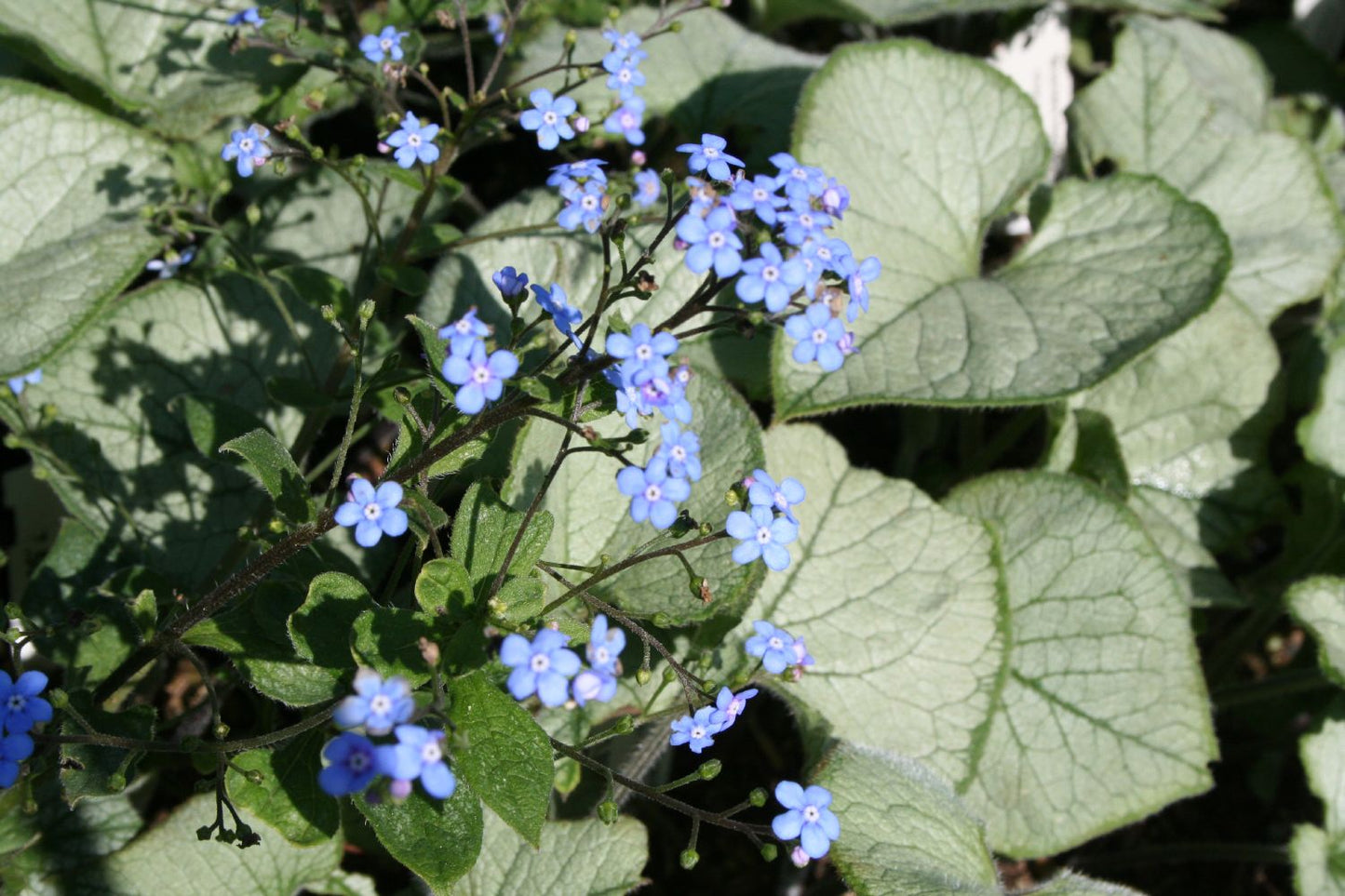 Brunnera macrophylla 'Looking Glass' ® (Kaukasusvergissmeinnicht)