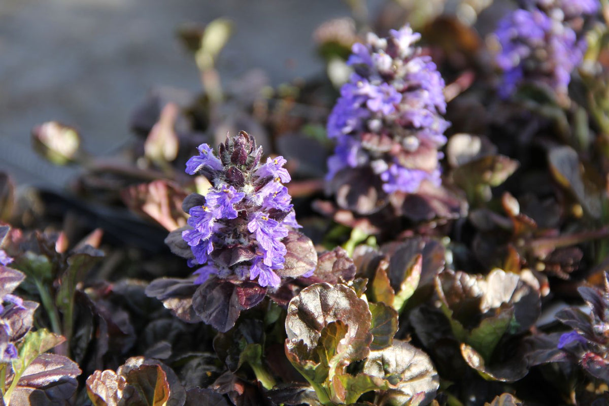 Ajuga reptans 'Black Scallop' (Günsel) - P 0,5