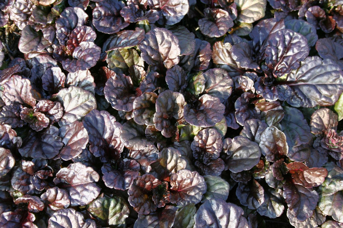 Ajuga reptans 'Black Scallop' (Günsel)