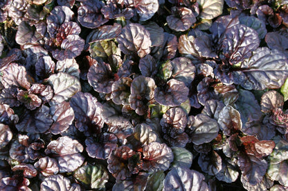 Ajuga reptans 'Black Scallop' (Günsel)