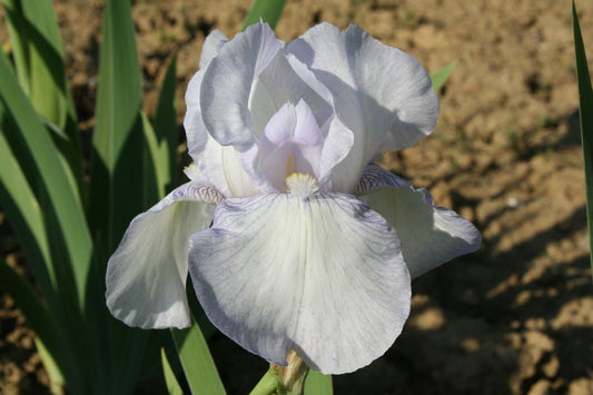 Iris Barbata-Elatior 'English Cottage' Hohe Bartschwertlilie