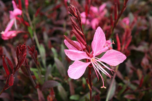 Gaura lindheimeri 'Sunset Dreams' Prachtkerze