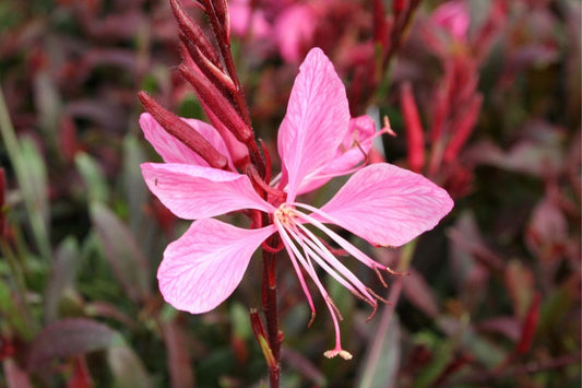 Gaura lindheimeri 'Sunset Dreams' Prachtkerze