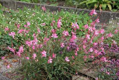 Gaura lindheimeri 'Sunset Dreams' (Prachtkerze)