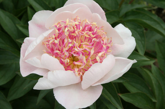 Paeonia lactiflora 'Do Tell' Staudenpfingstrose