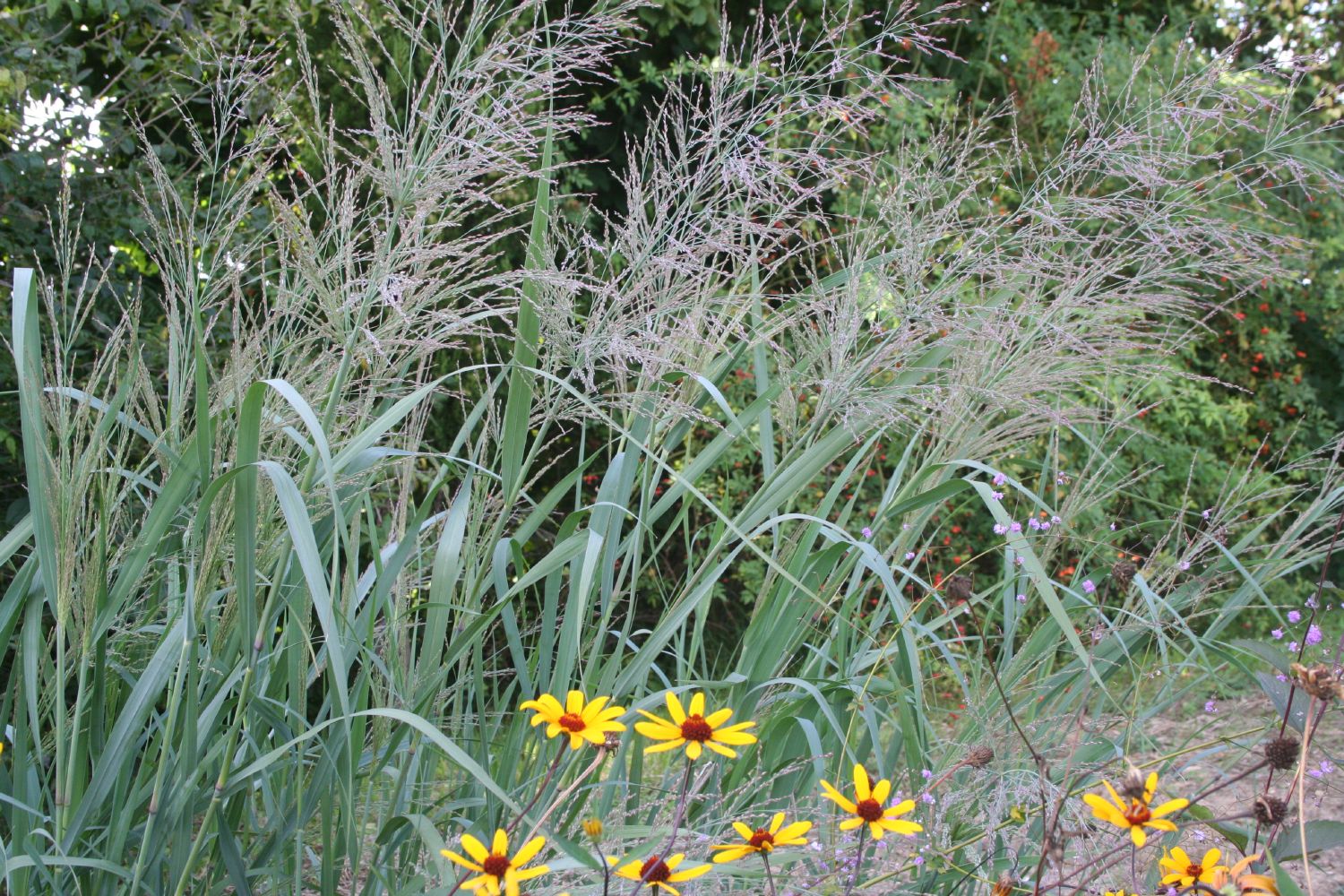 Panicum virgatum 'Dallas Blues' Rutenhirse