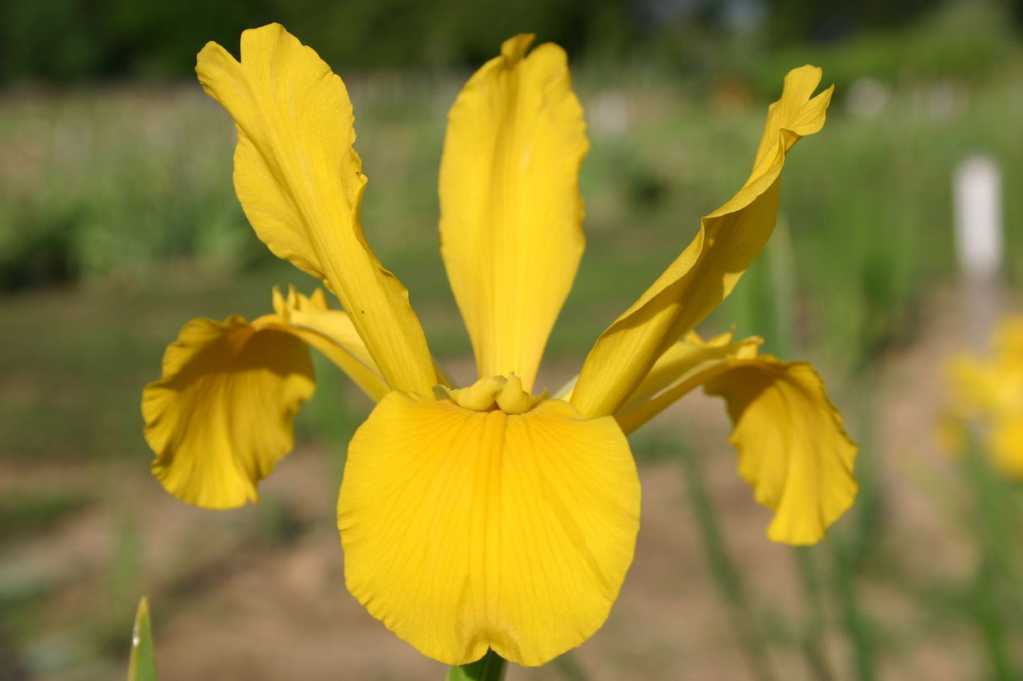 Iris spuria 'Elixir' Steppen-Schwertlilie