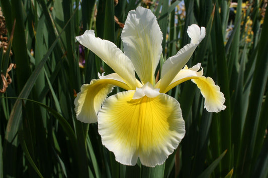 Iris spuria 'Lydia Jane' Steppen-Schwertlilie