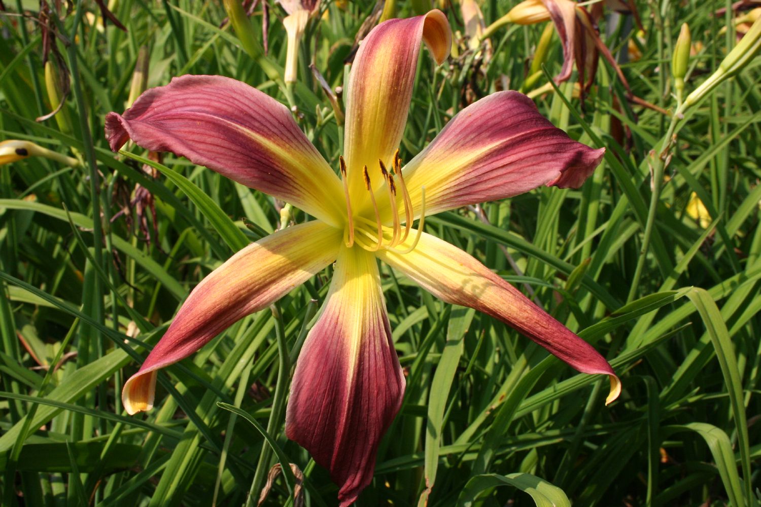 Hemerocallis 'Roger Grounds' Großblumige Taglilie