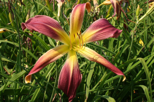 Hemerocallis 'Roger Grounds' Großblumige Taglilie