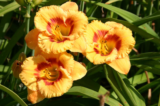 Hemerocallis 'Tigerling' Kleinblumige Taglilie