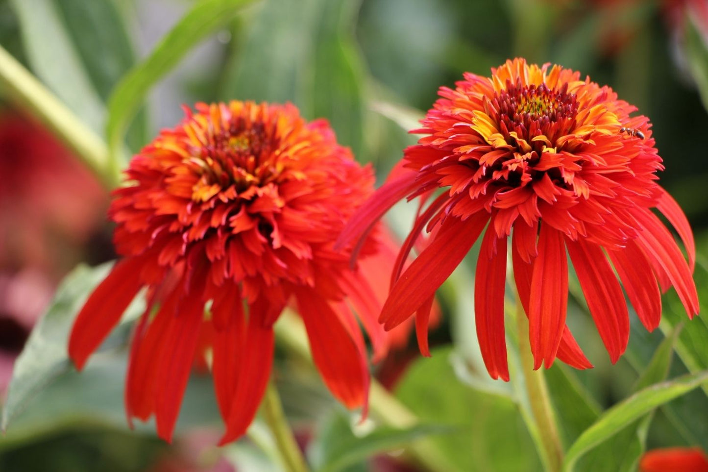 Echinacea 'Hot Papaya' ® Scheinsonnenhut