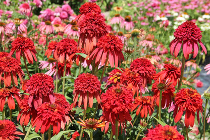 Echinacea 'Hot Papaya' ® (Scheinsonnenhut)