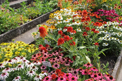 Echinacea 'Hot Papaya' ® (Scheinsonnenhut)