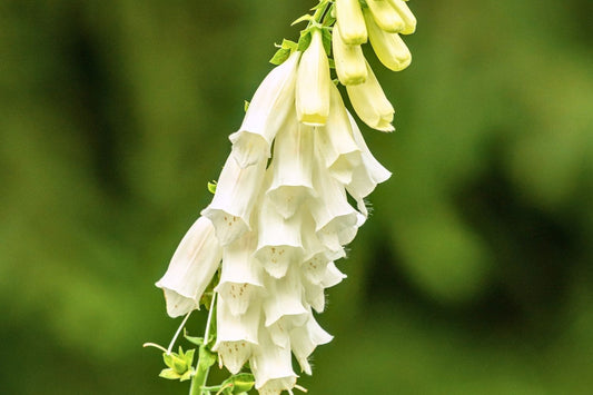 Digitalis purpurea 'Snow Thimble' Fingerhut