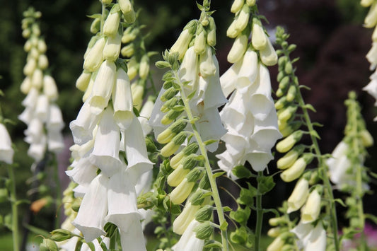 Digitalis purpurea 'Snow Thimble' Fingerhut