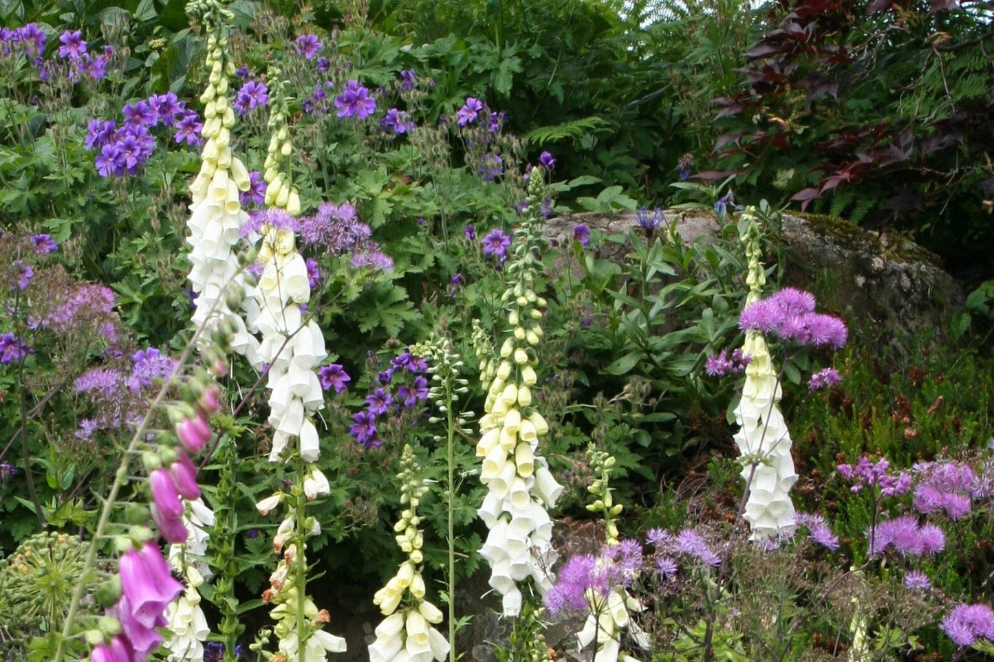 Digitalis purpurea 'Snow Thimble' (Fingerhut)