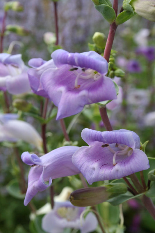 Penstemon grandiflorus 'War Axe' Bartfaden