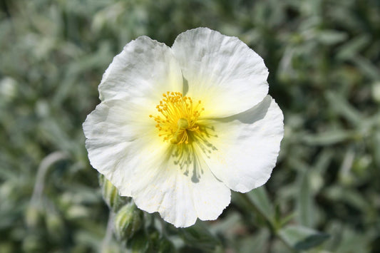 Helianthemum 'The Bride' Sonnenröschen