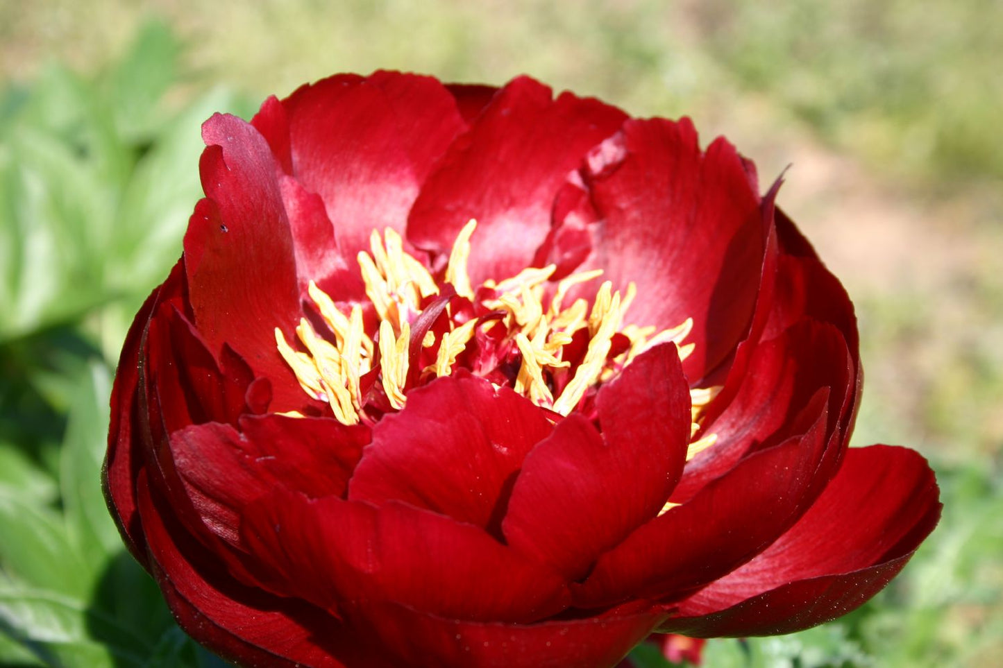 Paeonia lactiflora 'Buckeye Belle' Staudenpfingstrose
