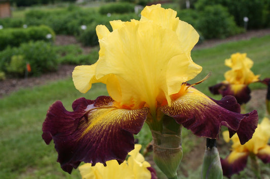 Iris Barbata-Elatior 'Grenade' Hohe Bartschwertlilie