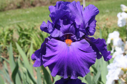 Iris Barbata-Elatior 'Paul Black' Hohe Bartschwertlilie