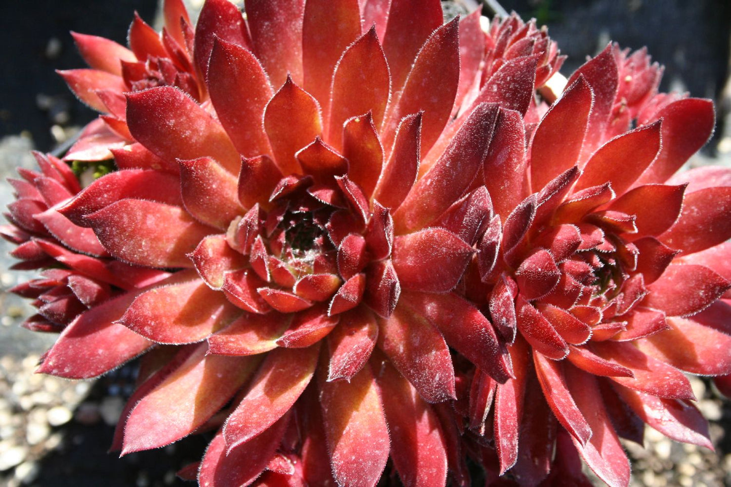 Sempervivum 'Hart' Hauswurz