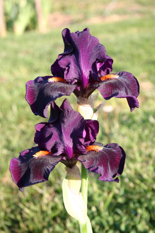 Iris Barbata-Media 'Impérative' Mittelhohe Bartschwertlilie