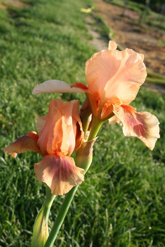 Iris Barbata-Media 'Pink Pele' Mittelhohe Bartschwertlilie